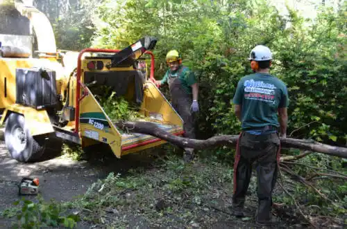 tree services Sheffield